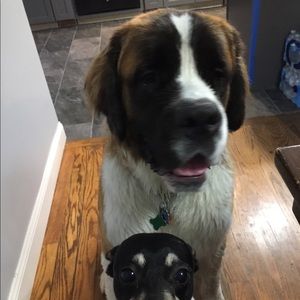 Meet your Posher, Robin